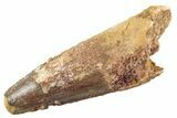 Fossil Spinosaurus Tooth - Real Dinosaur Tooth #360191-1